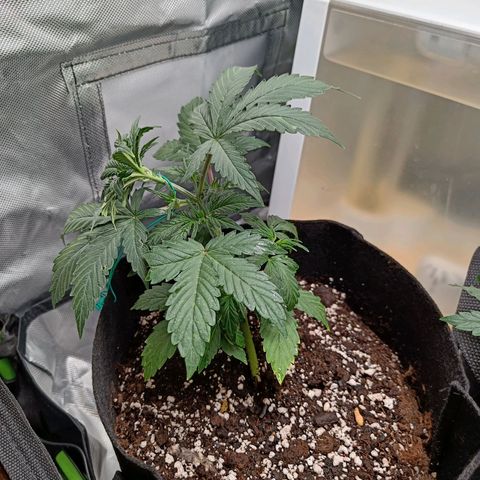 Blue Cheese Automatic growlog timeline photo