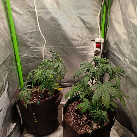 Retard Blue Cheese Automatic growlog timeline photo