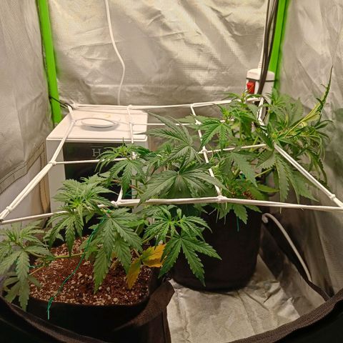 Retard Blue Cheese Automatic growlog timeline photo