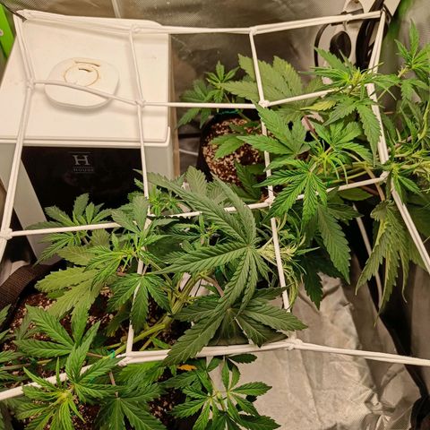 Retard Blue Cheese Automatic growlog timeline photo