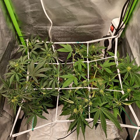 Retard Blue Cheese Automatic growlog timeline photo