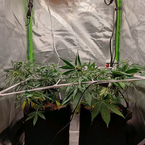 Retard Blue Cheese Automatic growlog timeline photo