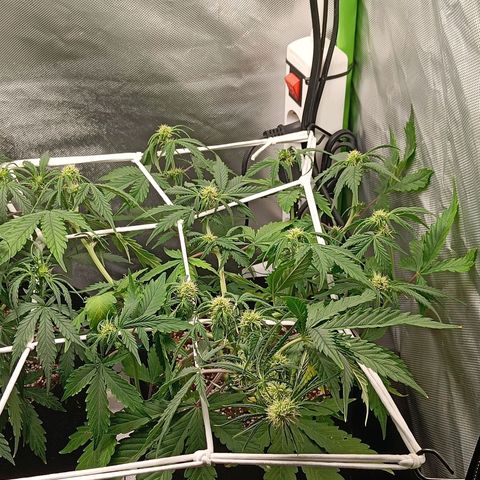 Retard Blue Cheese Automatic growlog timeline photo