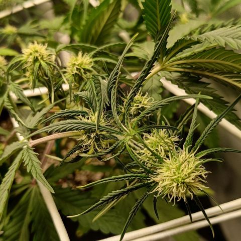 Retard Blue Cheese Automatic growlog timeline photo