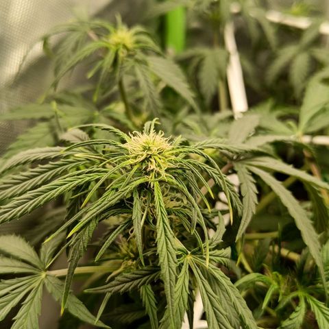 Retard Blue Cheese Automatic growlog timeline photo