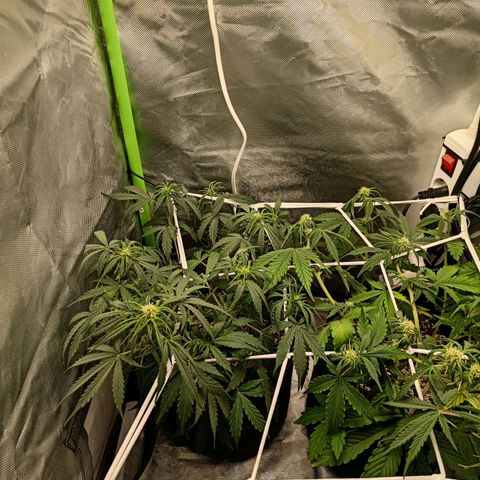 Retard Blue Cheese Automatic growlog timeline photo