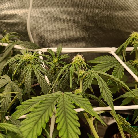 Retard Blue Cheese Automatic growlog timeline photo
