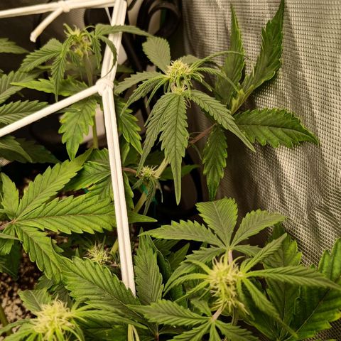Retard Blue Cheese Automatic growlog timeline photo