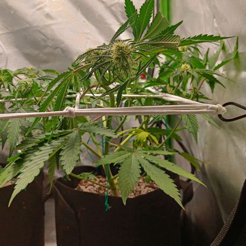 Retard Blue Cheese Automatic growlog timeline photo
