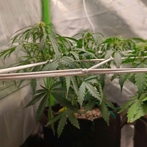 Retard Blue Cheese Automatic growlog timeline photo
