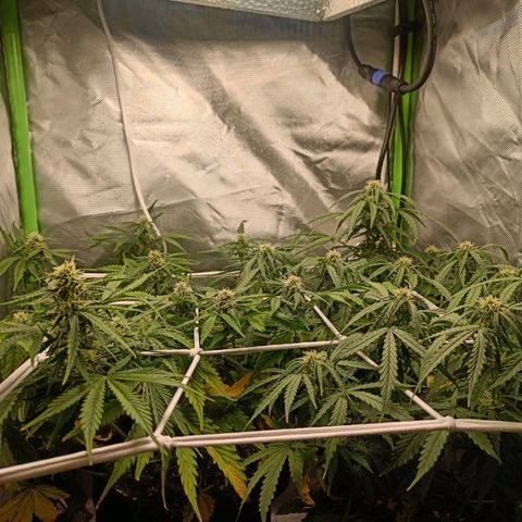 Retard Blue Cheese Automatic growlog timeline photo