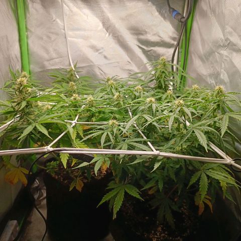 Retard Blue Cheese Automatic growlog timeline photo