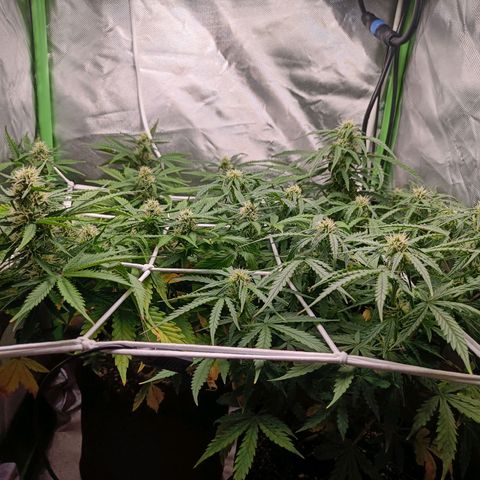 Retard Blue Cheese Automatic growlog timeline photo