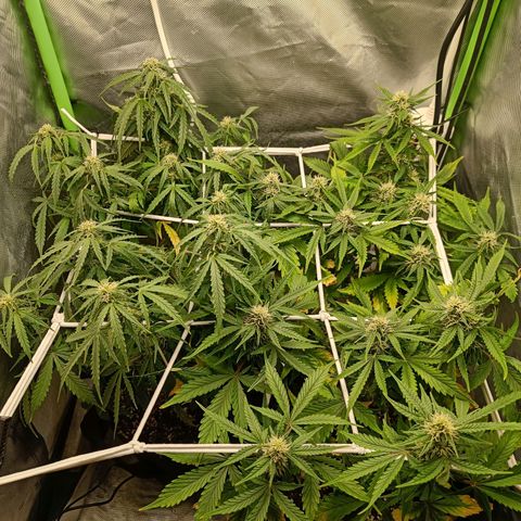 Retard Blue Cheese Automatic growlog timeline photo