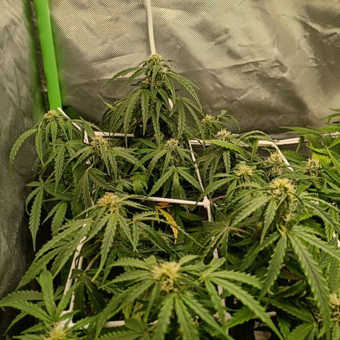 Retard Blue Cheese Automatic growlog timeline photo