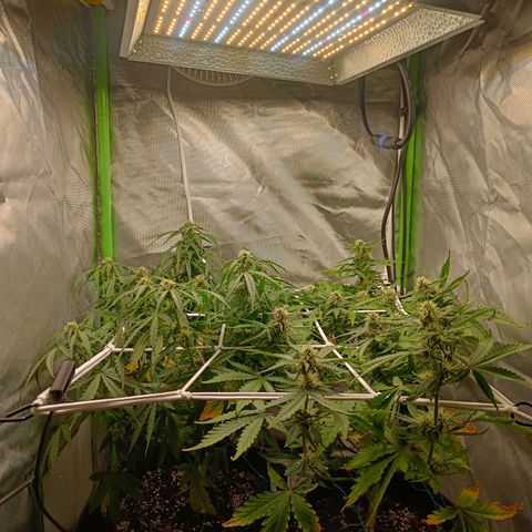 Retard Blue Cheese Automatic growlog timeline photo