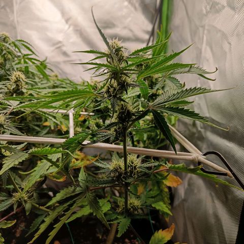 Retard Blue Cheese Automatic growlog timeline photo