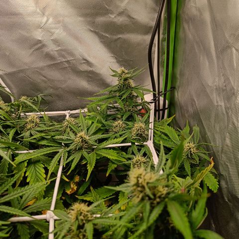 Retard Blue Cheese Automatic growlog timeline photo
