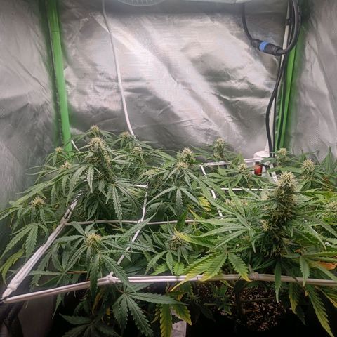 Retard Blue Cheese Automatic growlog timeline photo