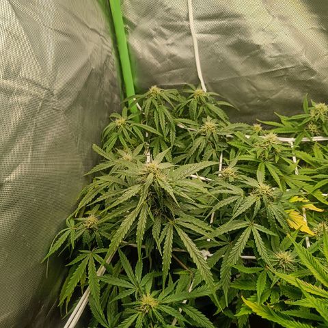 Retard Blue Cheese Automatic growlog timeline photo