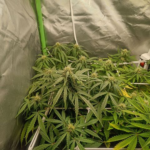 Retard Blue Cheese Automatic growlog timeline photo