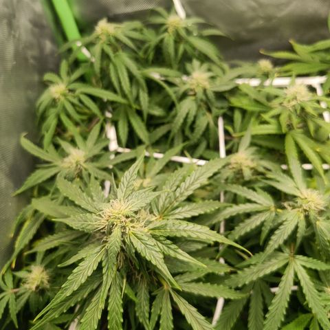 Retard Blue Cheese Automatic growlog timeline photo