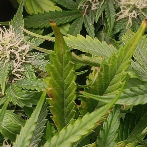 Retard Blue Cheese Automatic growlog timeline photo