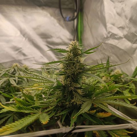 Retard Blue Cheese Automatic growlog timeline photo
