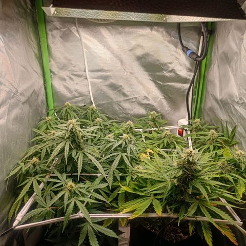 Retard Blue Cheese Automatic growlog timeline photo