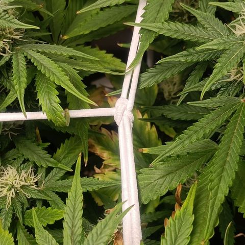 Retard Blue Cheese Automatic growlog timeline photo