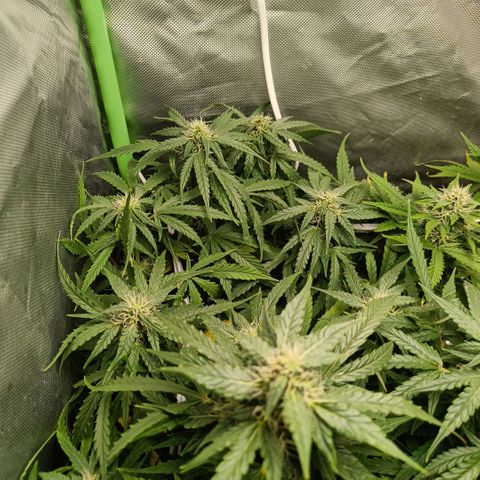 Retard Blue Cheese Automatic growlog timeline photo
