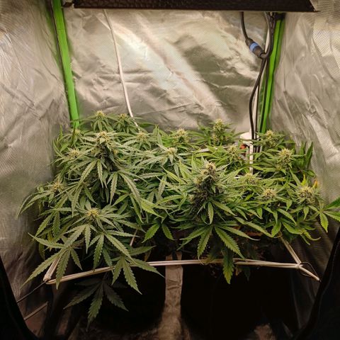 Retard Blue Cheese Automatic growlog timeline photo