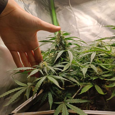 Retard Blue Cheese Automatic growlog timeline photo