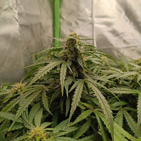 Retard Blue Cheese Automatic growlog timeline photo