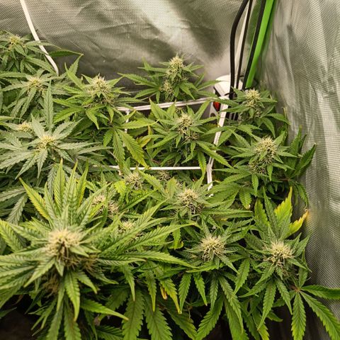 Retard Blue Cheese Automatic growlog timeline photo