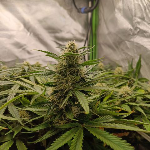Retard Blue Cheese Automatic growlog timeline photo