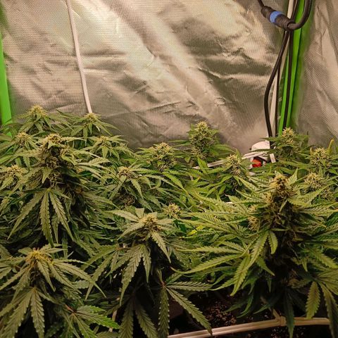 Retard Blue Cheese Automatic growlog photo: Looking good