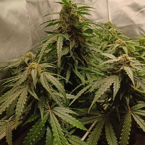 Retard Blue Cheese Automatic growlog photo: Looking good