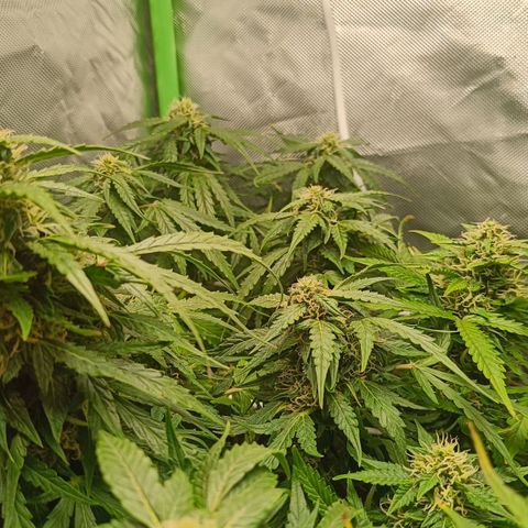 Retard Blue Cheese Automatic growlog photo: Looking good