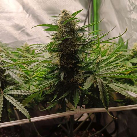 Retard Blue Cheese Automatic growlog photo: Looking good