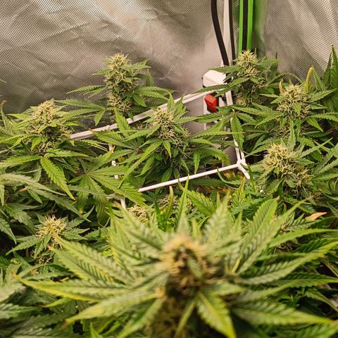Retard Blue Cheese Automatic growlog photo: Looking good