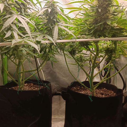 Retard Blue Cheese Automatic growlog photo: Looking good