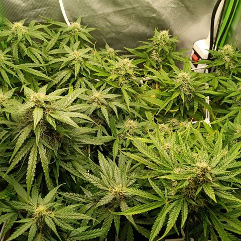 Retard Blue Cheese Automatic growlog timeline photo