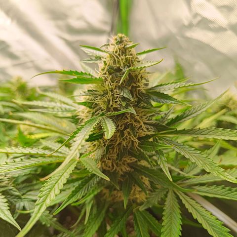 Retard Blue Cheese Automatic growlog timeline photo