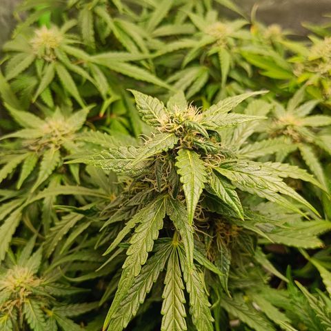 Retard Blue Cheese Automatic growlog timeline photo