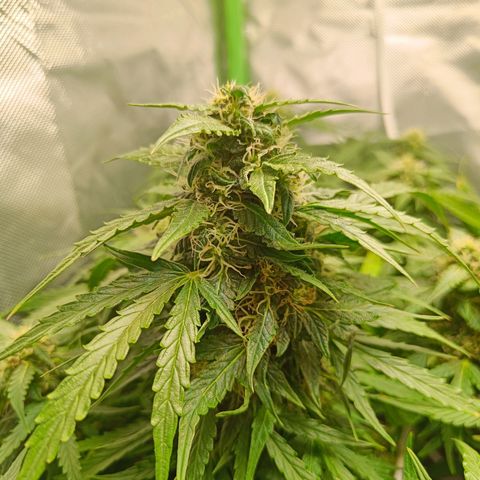 Retard Blue Cheese Automatic growlog timeline photo