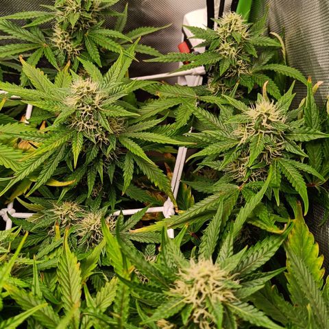 Retard Blue Cheese Automatic growlog timeline photo