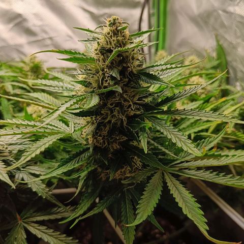 Retard Blue Cheese Automatic growlog timeline photo