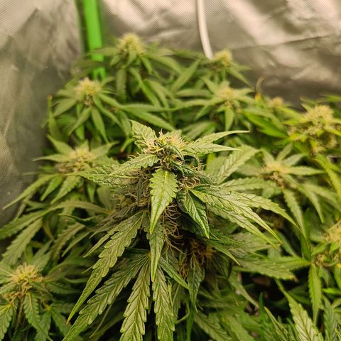 Retard Blue Cheese Automatic growlog timeline photo
