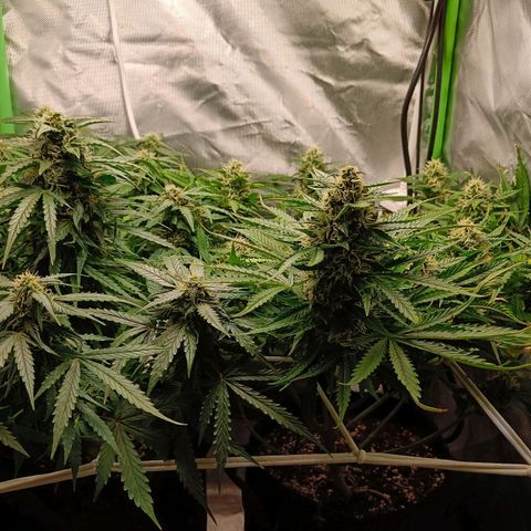 Retard Blue Cheese Automatic growlog timeline photo